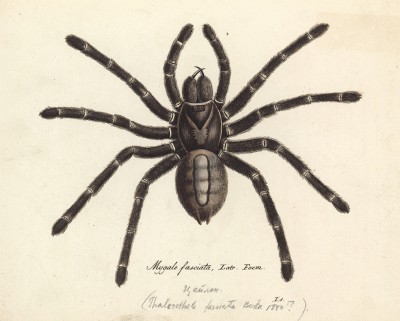 Гигантский паук Mygale fasciata, Latr. Foem. (возможно Thalerothel fasciata Bertn (лат.), обитающий на Цейлоне) (лист 1 из Monographie der spinne... Нюрнберг. 1829 год (экземпляр № 26 из 100))