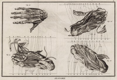Анатомия. Руки и ноги в разрезе. (Ивердонская энциклопедия. Том I. Швейцария, 1775 год)