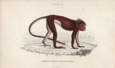 Обезьяна симпай, или Semnopithecus Melalophas (лат.), обитающая на Суматре (лист 8 тома II "Библиотеки натуралиста" Вильяма Жардина, изданного в Эдинбурге в 1833 году)