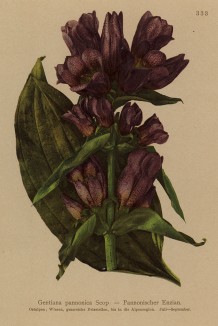 Горечавка венгерская (Gentiana pannonica (лат.)) (из Atlas der Alpenflora. Дрезден. 1897 год. Том IV. Лист 333)