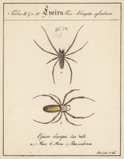 Пауки крестовики семейства Epeira (лат.) (лист из Monographie der spinne... Нюрнберг. 1829 год (экземпляр № 26 из 100))