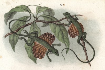 Драконы (Draco viridis (лат.)) из Юго-Восточной Азии (из Naturgeschichte der Amphibien in ihren Sämmtlichen hauptformen. Вена. 1864 год)