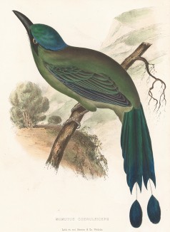 Синешапочный момот, Momotus coeruleiceps (лат.). United States and Mexican Boundary Survey… Spencer F. Baird, Birds of the Boundary, л.VIII. Вашингтон, 1859 