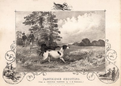 Охота на серую куропатку в Англии. The Book of Field Sports and Library of Veterinary Knowledge. Лондон, 1864