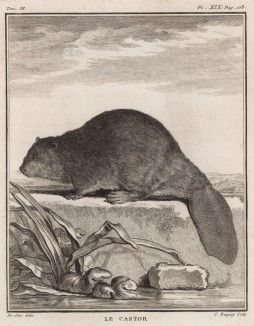 Бобр, он же бобёр -- самый крупный грызун Старого Света и второй по величине в мире грызун после капибары (лист XIX иллюстраций к третьему тому знаменитой "Естественной истории" графа де Бюффона, изданному в Париже в 1750 году)