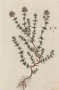 Тимьян обыкновенный, или чабрец (Thymus vulgaris (лат.)) -- род растений семейства яснотковые (лист 211 "Гербария" Элизабет Блеквелл, изданного в Нюрнберге в 1757 году)
