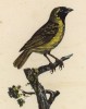 Ткачик (Ploceus personatus (лат.)) (лист из альбома литографий "Галерея птиц... королевского сада", изданного в Париже в 1822 году)
