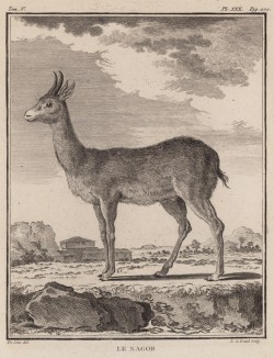 Антилопа le Nagor (фр.) (лист XXX иллюстраций к пятому тому знаменитой "Естественной истории" графа де Бюффона, изданному в Париже в 1755 году)