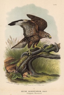 Сарыч, атакующий змею (в 1/3 натуральной величины ) (лист XV красивой работы Оскара фон Ризенталя "Хищные птицы Германии...", изданной в Касселе в 1894 году)