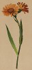 Крестовник дороникум (Senecio Doronicum (лат.)) (из Atlas der Alpenflora. Дрезден. 1897 год. Том V. Лист 471)