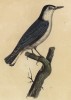 Поползень черноголовый (лист из альбома литографий "Галерея птиц... королевского сада", изданного в Париже в 1825 году)