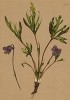 Фиалка перистая (Viola pinnata (лат.)) (из Atlas der Alpenflora. Дрезден. 1897 год. Том III. Лист 270)