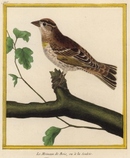 Портрет воробья (из Table des Planches Enluminées d'Histoire Naturelle de M. D'Aubenton (фр.). Утрехт. 1783 год (лист 225))