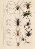 Паукообразные (иллюстрация к работе Ахилла Конта Musée d'histoire naturelle, изданной в Париже в 1854 году)