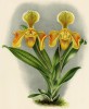 Орхидея CYPRIPEDUM x AURIFERUM (лат.) (лист DCCLXXI Lindenia Iconographie des Orchidées - обширнейшей в истории иконографии орхидей. Брюссель, 1901)