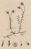 Клюква (лат. Veccinium Oxicoccus) (из L'Univers. Histoire et Description de tous les Peuples. Russie. Париж. 1838 год (лист 1))