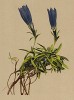 Горечавка Фроелиха (Gentiana Froelichii (лат.)) (из Atlas der Alpenflora. Дрезден. 1897 год. Том IV. Лист 335)