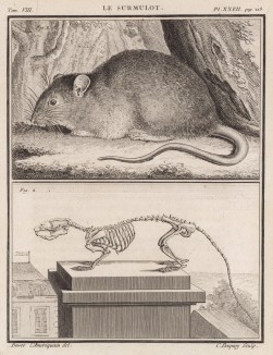 Серая крыса, или пасюк, и её скелет на постаменте (лист XXVII иллюстраций к восьмому тому знаменитой "Естественной истории" графа де Бюффона, изданному в Париже в 1760 году)