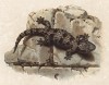 Геккон обыкновенный (Ascalabotes fascicularis (лат.)) (из Naturgeschichte der Amphibien in ihren Sämmtlichen hauptformen. Вена. 1864 год)