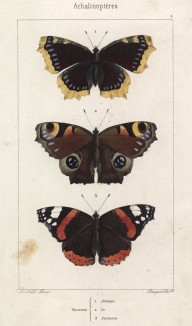 Бабочки рода Vanessa: 1.Траурница (Аntiopa), 2.Чертополоховка (Io) и 3.Адмирал (Atalanta (лат.)) (лист 1)