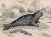 Мраморный тюлень (Phoca discolor (лат.)) (лист 4 тома VI "Библиотеки натуралиста" Вильяма Жардина, изданного в Эдинбурге в 1843 году)