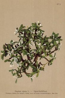 Волчеягодник (волковник) альпийский (Daphne alpina (лат.)) (из Atlas der Alpenflora. Дрезден. 1897 год. Том III. Лист 275)