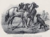 Ездовые лошади из Пикардии (лист 42 первого тома работы профессора Шинца Naturgeschichte und Abbildungen der Menschen und Säugethiere..., вышедшей в Цюрихе в 1840 году)