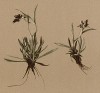 Сушеница Хоппе (Gnaphalium Hoppeanum (лат.)) (из Atlas der Alpenflora. Дрезден. 1897 год. Том V. Лист 447)