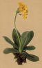 Примула ушковая (Primula Auricula (лат.)) (из Atlas der Alpenflora. Дрезден. 1897 год. Том IV. Лист 302)