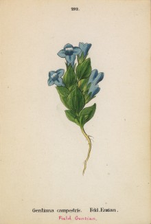 Горечавка полевая (Gentiana campestris (лат.)) (лист 292 известной работы Йозефа Карла Вебера "Растения Альп", изданной в Мюнхене в 1872 году)