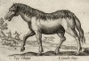 Конь эфиопский (лист из альбома Nova raccolta de li animali piu curiosi del mondo disegnati et intagliati da Antonio Tempesta... Рим. 1651 год)