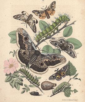 Березовый шелкопряд и павлиноглазки. "Книга бабочек" Фридриха Берге, Штутгарт, 1870. 