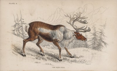 Североамериканский олень, или карибу (Rangifer tarandus (лат.)) (лист 6 тома XI "Библиотеки натуралиста" Вильяма Жардина, изданного в Эдинбурге в 1843 году)