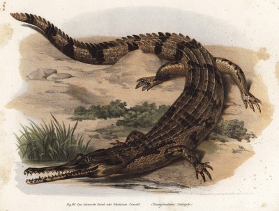 Нильский крокодил (Crocodilis marginatus (лат.)) близ пирамид (из Naturgeschichte der Amphibien in ihren Sämmtlichen hauptformen. Вена. 1864 год)