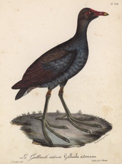 Болотная курочка, или камышница (лист из альбома литографий "Галерея птиц... королевского сада", изданного в Париже в 1825 году)