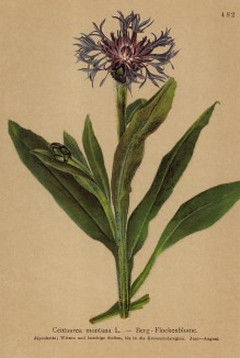 Василёк горный (Centaurea montana (лат.)) (из Atlas der Alpenflora. Дрезден. 1897 год. Том V. Лист 482)