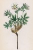 Лапчатка Делаклюза (Potentilla Clusiana (лат.)) (лист 147 известной работы Йозефа Карла Вебера "Растения Альп", изданной в Мюнхене в 1872 году)