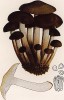 Говорушка хрящеватая, Clitocube cartilaginea Bull. (лат.). Дж.Бресадола, Funghi mangerecci e velenosi, т.I, л.57. Тренто, 1933
