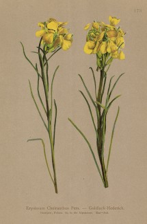 Желтушник левкойный (Erysimum Cheiranthus (лат.)), он же лакфиоль или желтофиоль (из Atlas der Alpenflora. Дрезден. 1897 год. Том II. Лист 173)