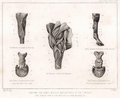 Анатомия лошади. Кости, мускулы и артерии передней конечности. The Book of Field Sports and Library of Veterinary Knowledge. Лондон, 1864