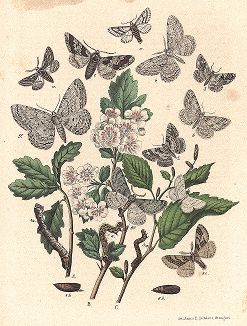 Пяденицы-шелкопряды. "Книга бабочек" Фридриха Берге, Штутгарт, 1870. 