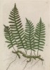 Полиподиум, многоножка из семейства многоножковые (Polypodiaceae (лат.)) (лист 215 "Гербария" Элизабет Блеквелл, изданного в Нюрнберге в 1757 году)