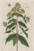 Вербейник (Lysimachia (лат.)) из семейства первоцветные (лист 278 "Гербария" Элизабет Блеквелл, изданного в Нюрнберге в 1757 году)