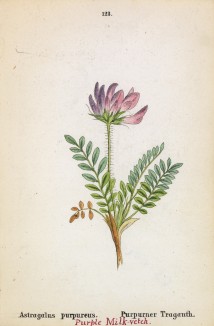 Астрагал пурпурный (Astragalus purpureus (лат.)) (лист 123 известной работы Йозефа Карла Вебера "Растения Альп", изданной в Мюнхене в 1872 году)