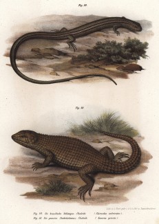 Ящерицы Chirocolus imbricatus из Бразилии (вверху) и Zonorus griseus (лат.) из Африки (из Naturgeschichte der Amphibien in ihren Sämmtlichen hauptformen. Вена. 1864 год)