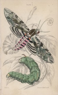 Бражник-единорог (Unicorn Hawk-moth (англ.)) (лист 6 тома XL "Библиотеки натуралиста" Вильяма Жардина, изданного в Эдинбурге в 1843 году)