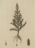 Солерос (Salicornia (лат.)) — растение, не боящееся соли (отлично размножается на солончаках) (лист 598 "Гербария" Элизабет Блеквелл, изданного в Нюрнберге в 1760 году)