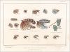 Копия «Крючки и наживка для рыбной ловли. The Book of Field Sports and Library of Veterinary Knowledge. Лондон, 1864»