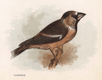 Дубонос (англ. Hawfinch). Лист из издания Анны Пратт Our Native Songsters. Лондон, 1852