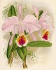 Орхидея CATTLEYA x MATHONIAE (лат.) (лист DXXXIX Lindenia Iconographie des Orchidées - обширнейшей в истории иконографии орхидей. Брюссель, 1896)